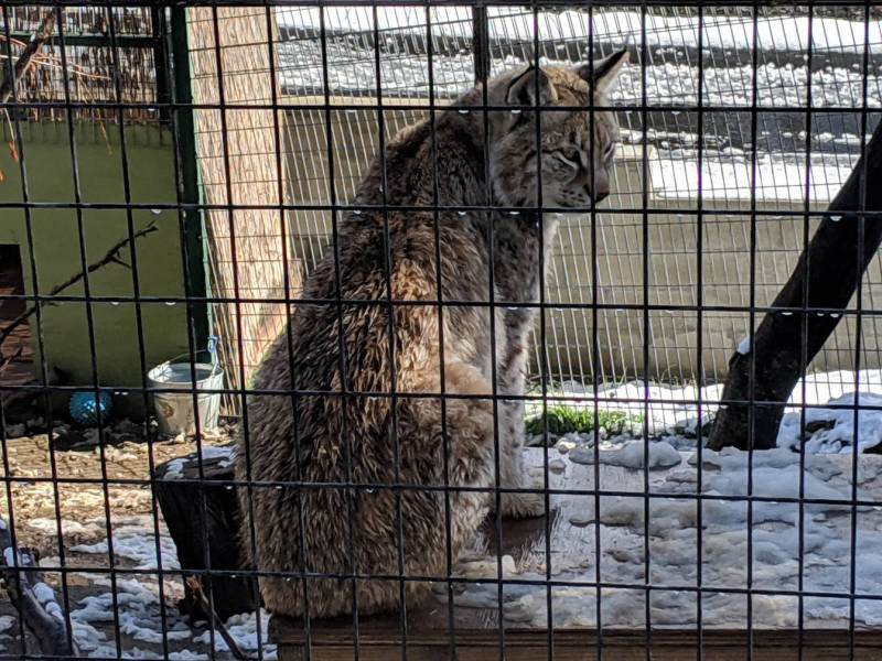 Bobcat